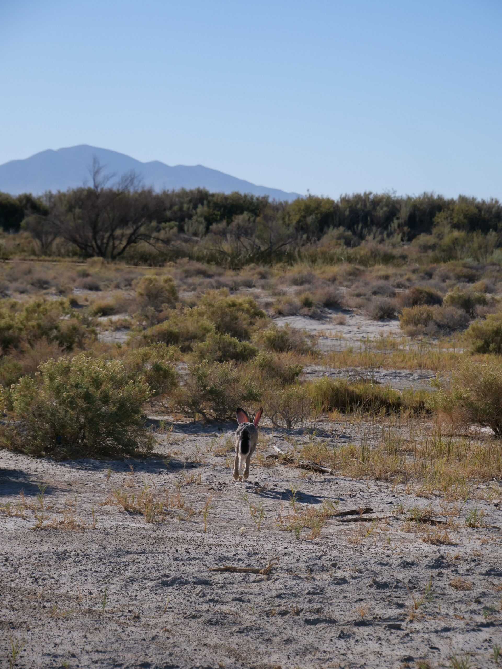 Newe Western Shoshone Tribe Death Valley Natural History Association   Ash Meadows Boardwalk 26 Copy Scaled 