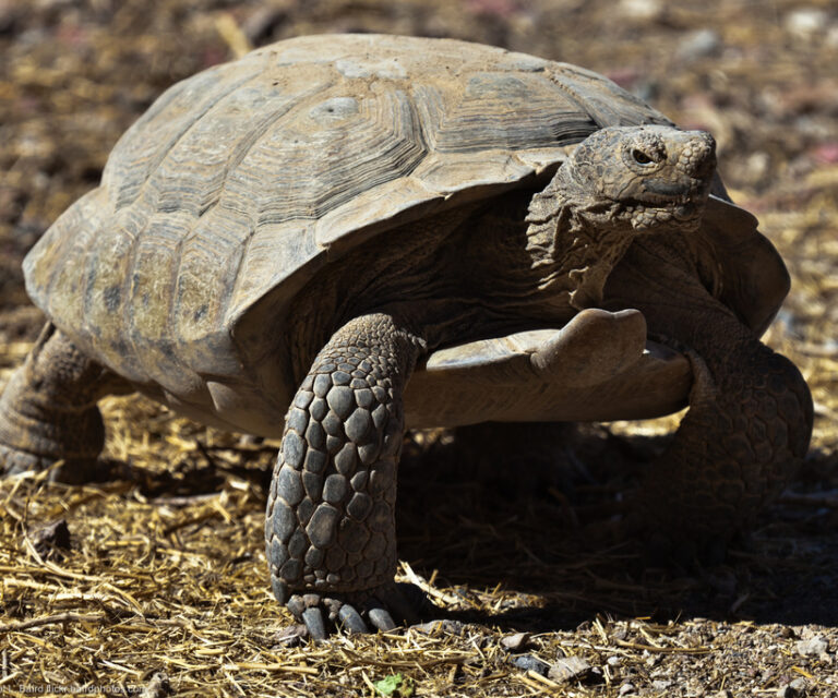 Listed & Endangered Species in the Death Valley Region - Death Valley ...