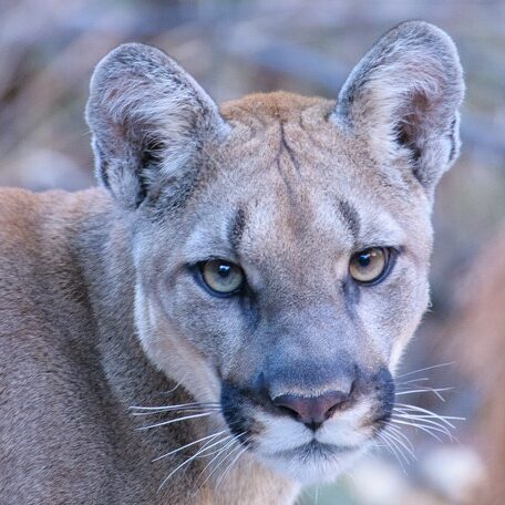 Uncommon Sightings – Death Valley Natural History Association